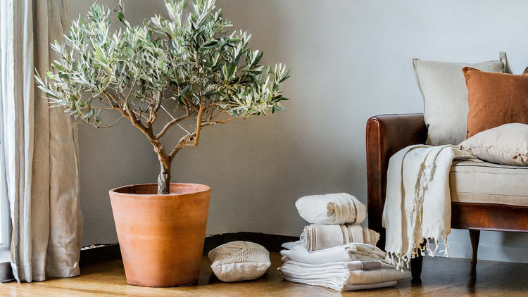 Pillows and throw blankets on leather chair, potted olive plant, and sunny window.
