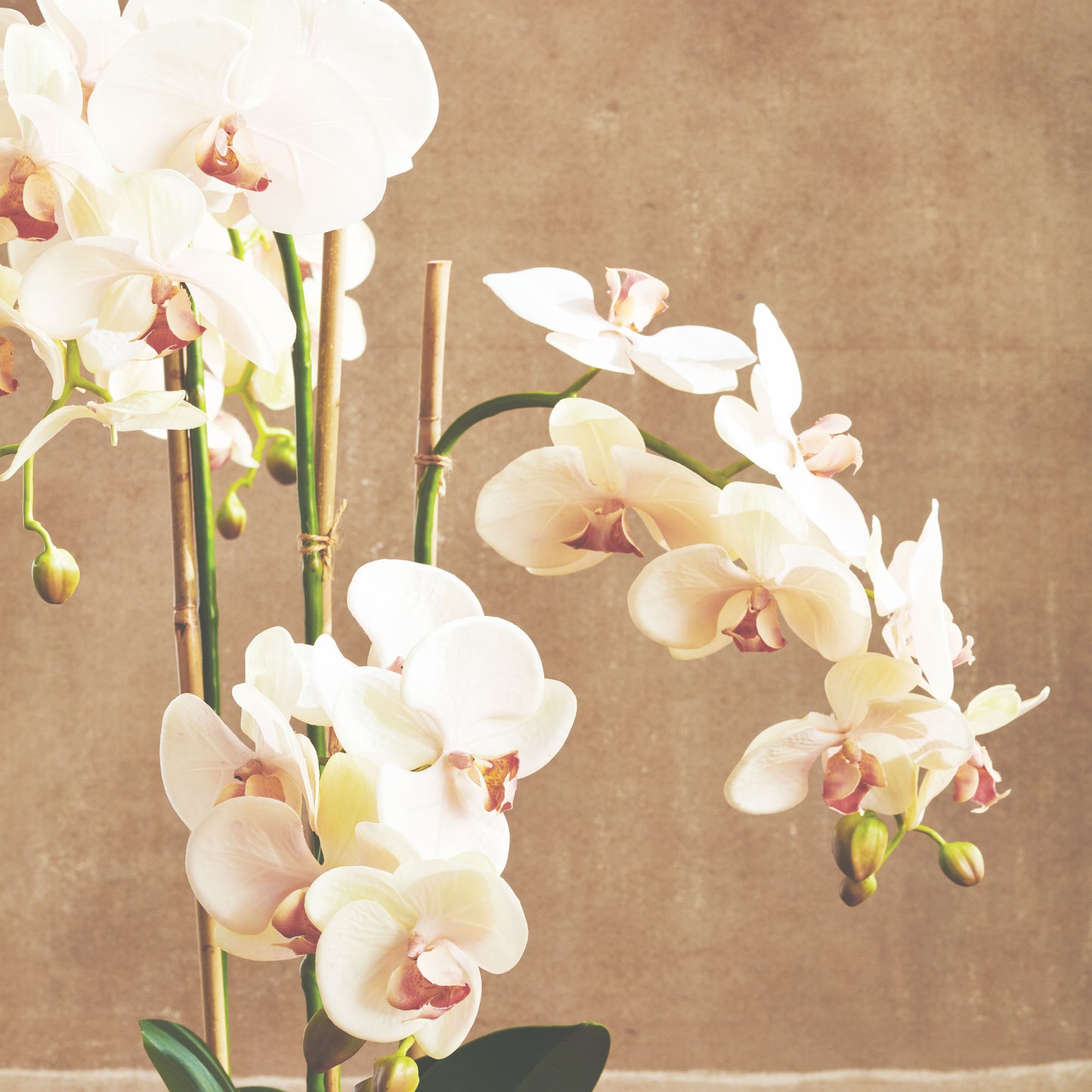 Blush faux phalaenopsis orchid drop-in 30 inch - stylish home accent (Image4).