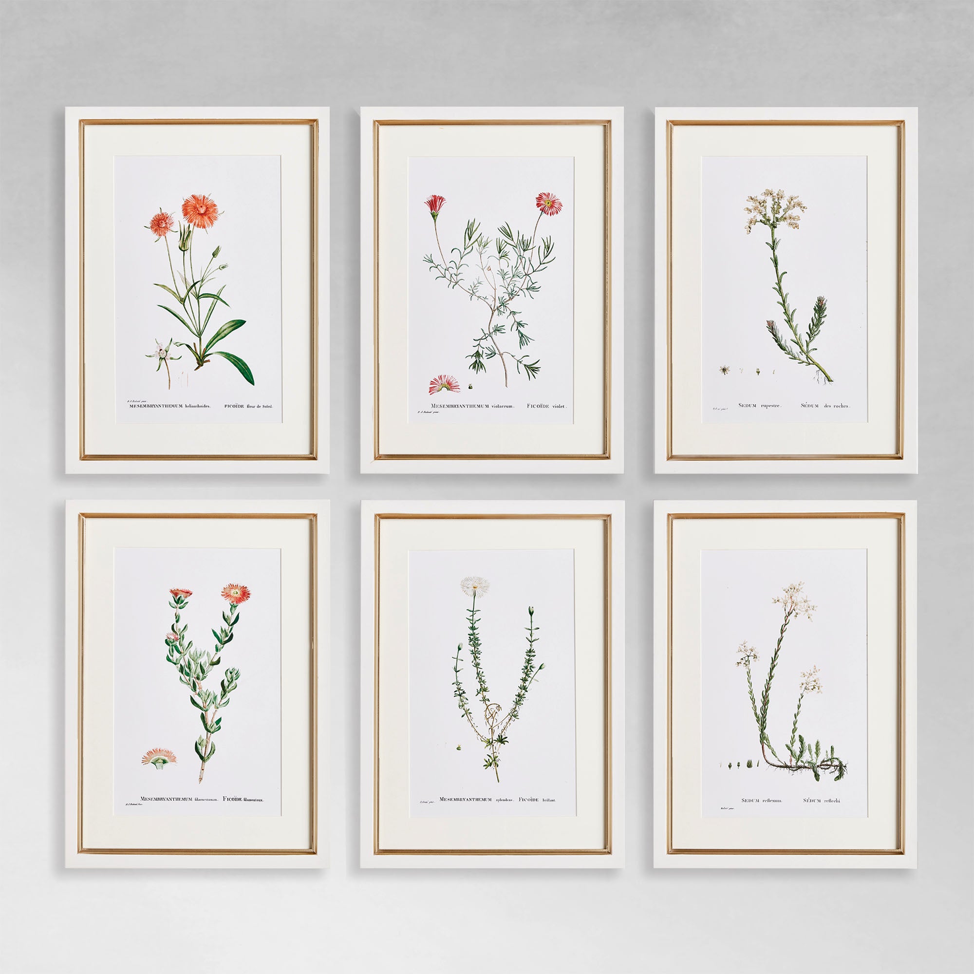 classic botanicals gallery wall art set | parker + gibbs