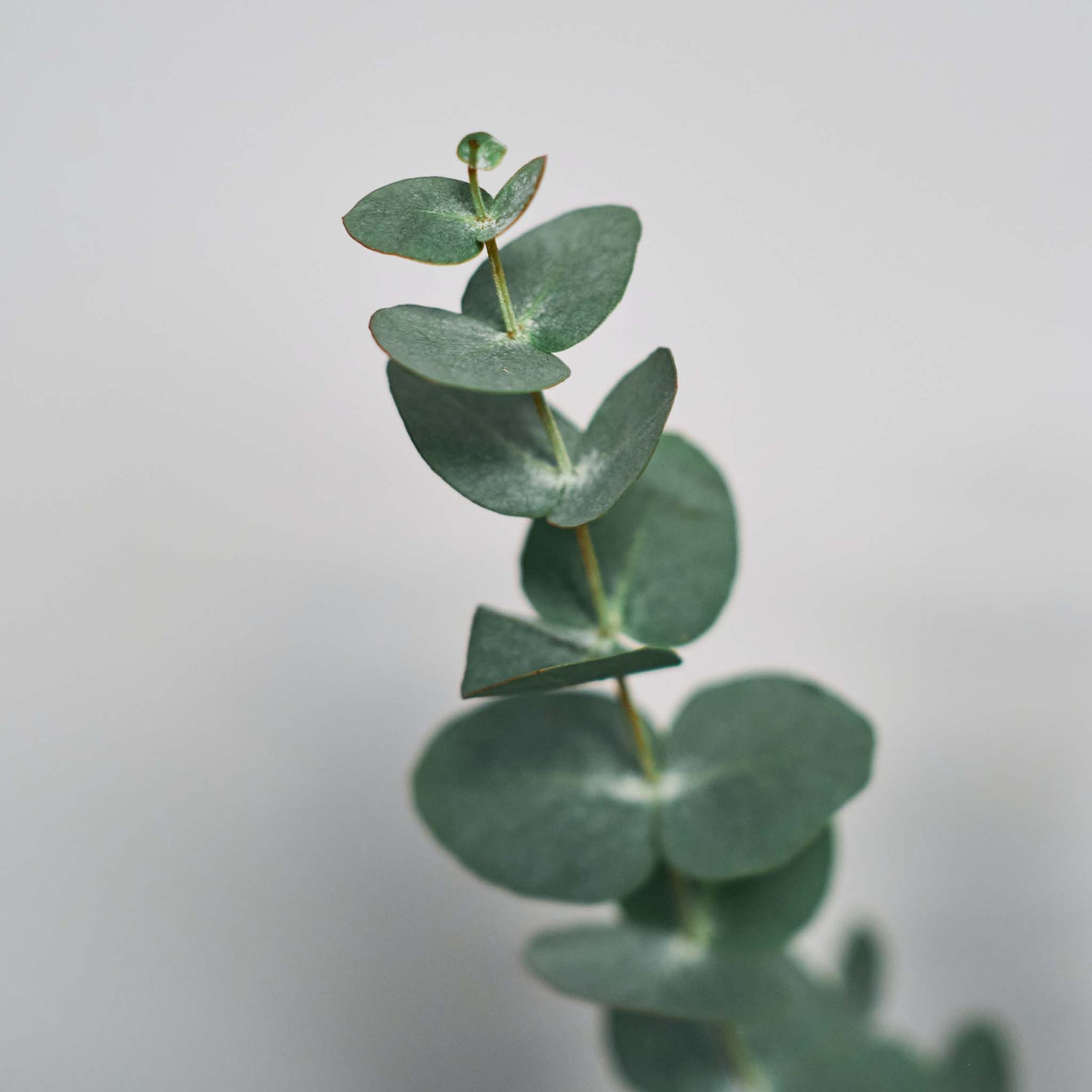 Eucalyptus stem with light gray background.