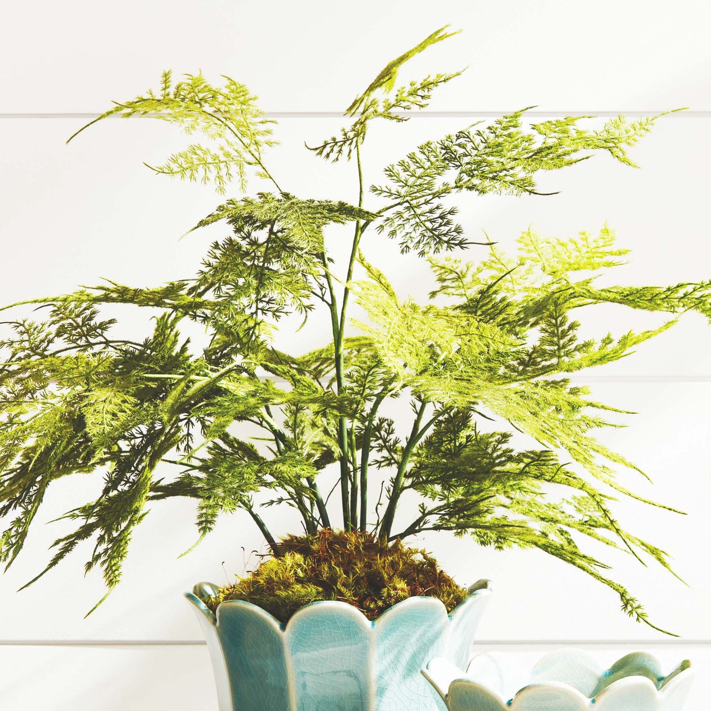 Faux plumosa fern 21 inch - stylish home accent (Image8).