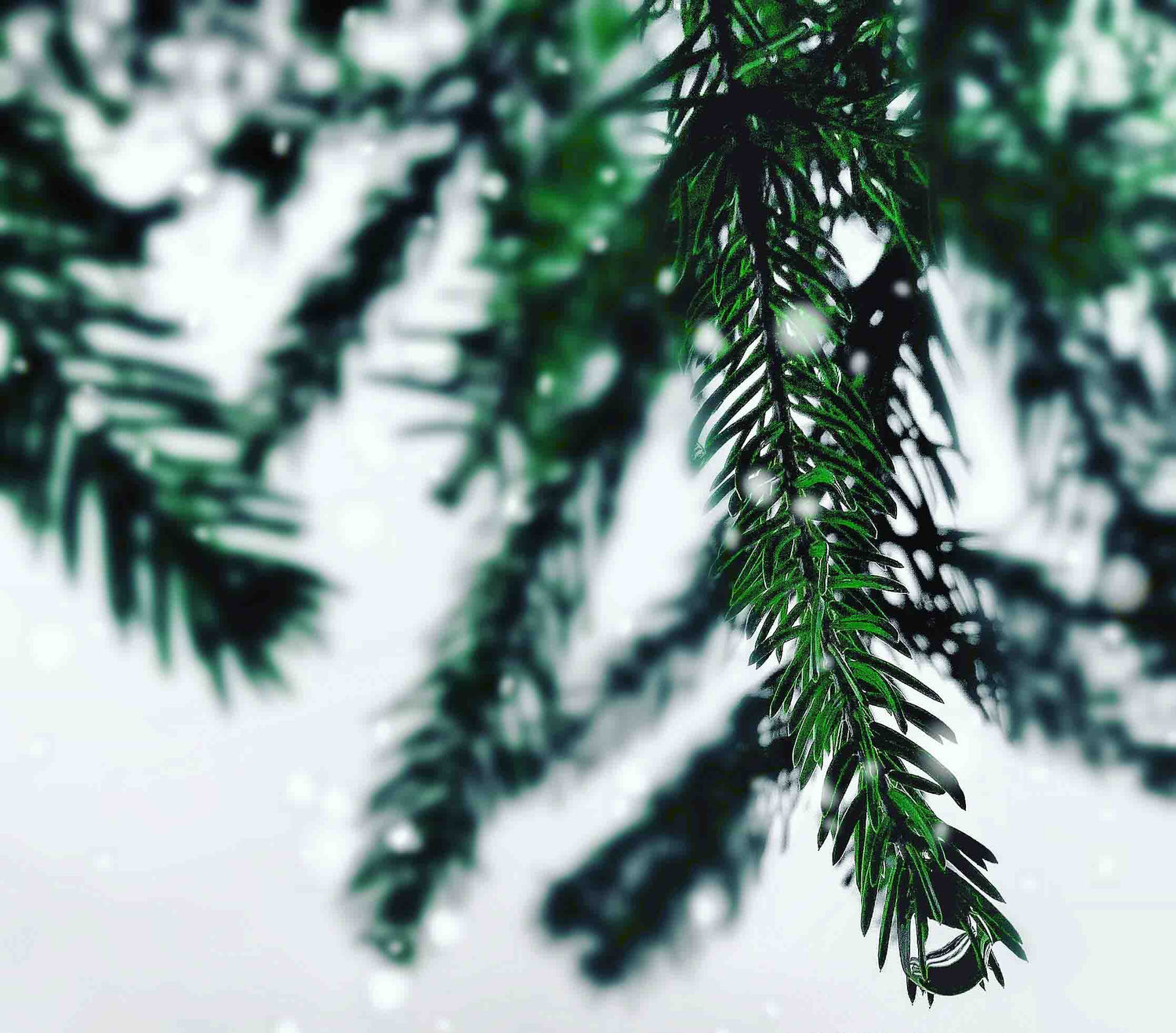Fir balsam tree needles.