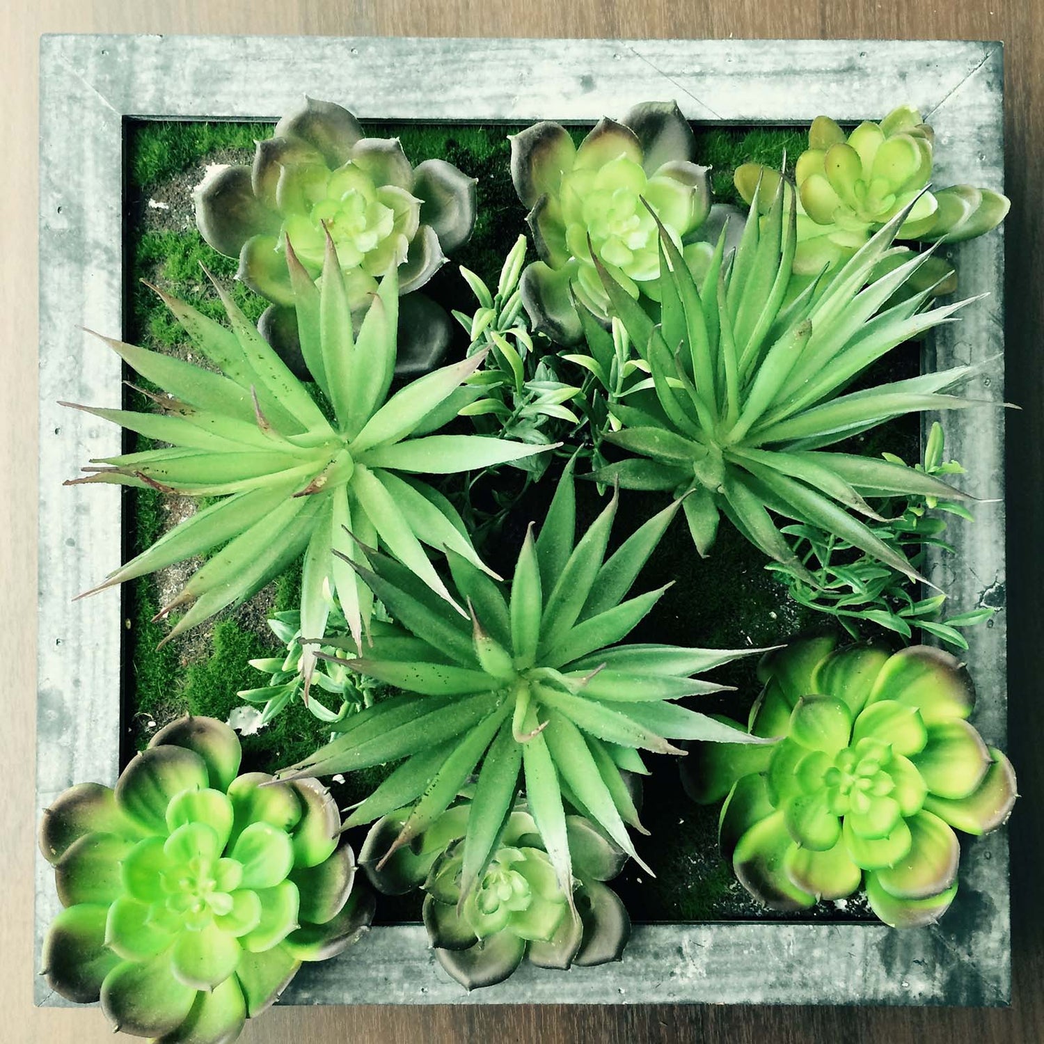 Green succulents in cement vessel on table.