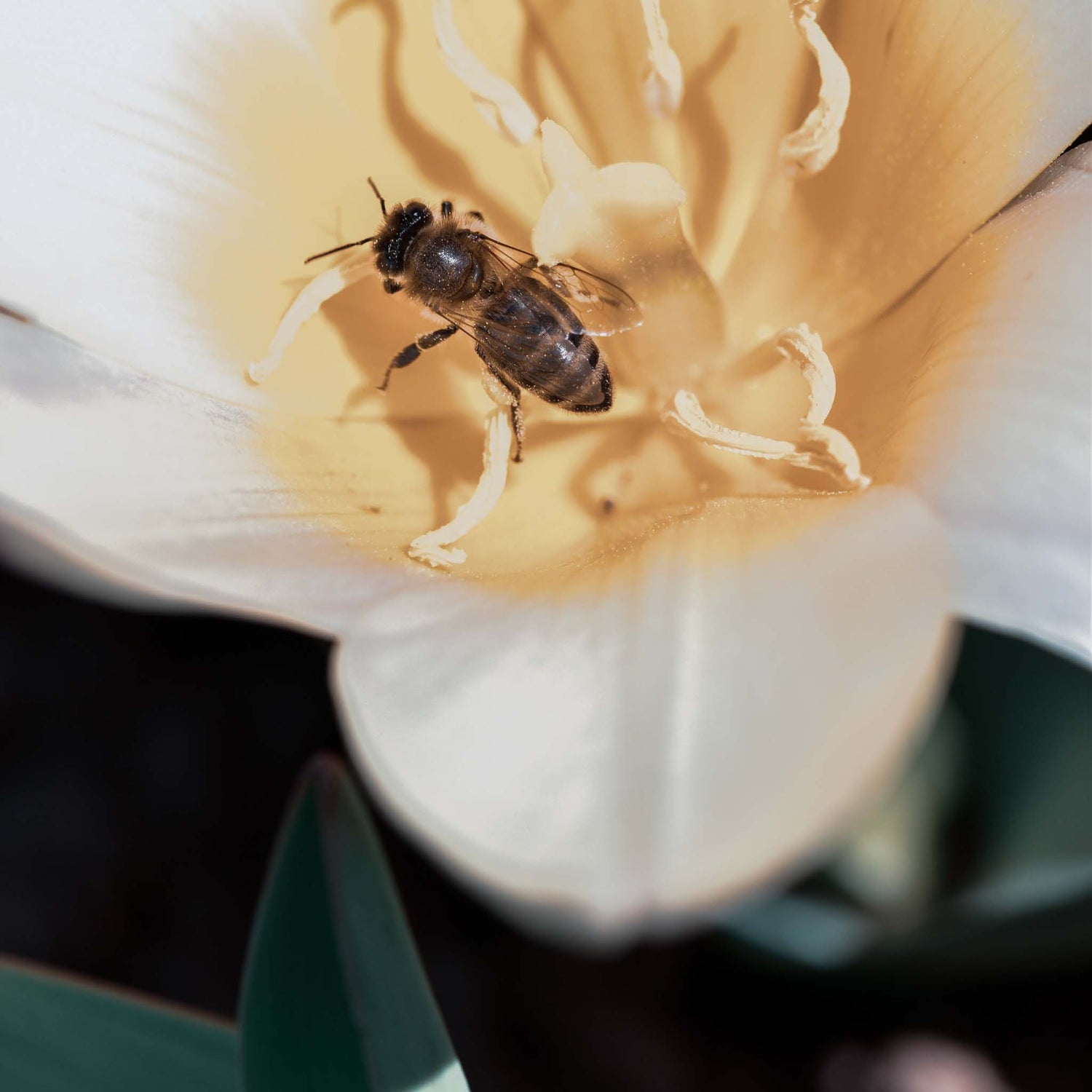 Honeybee on flower drinking nectar.