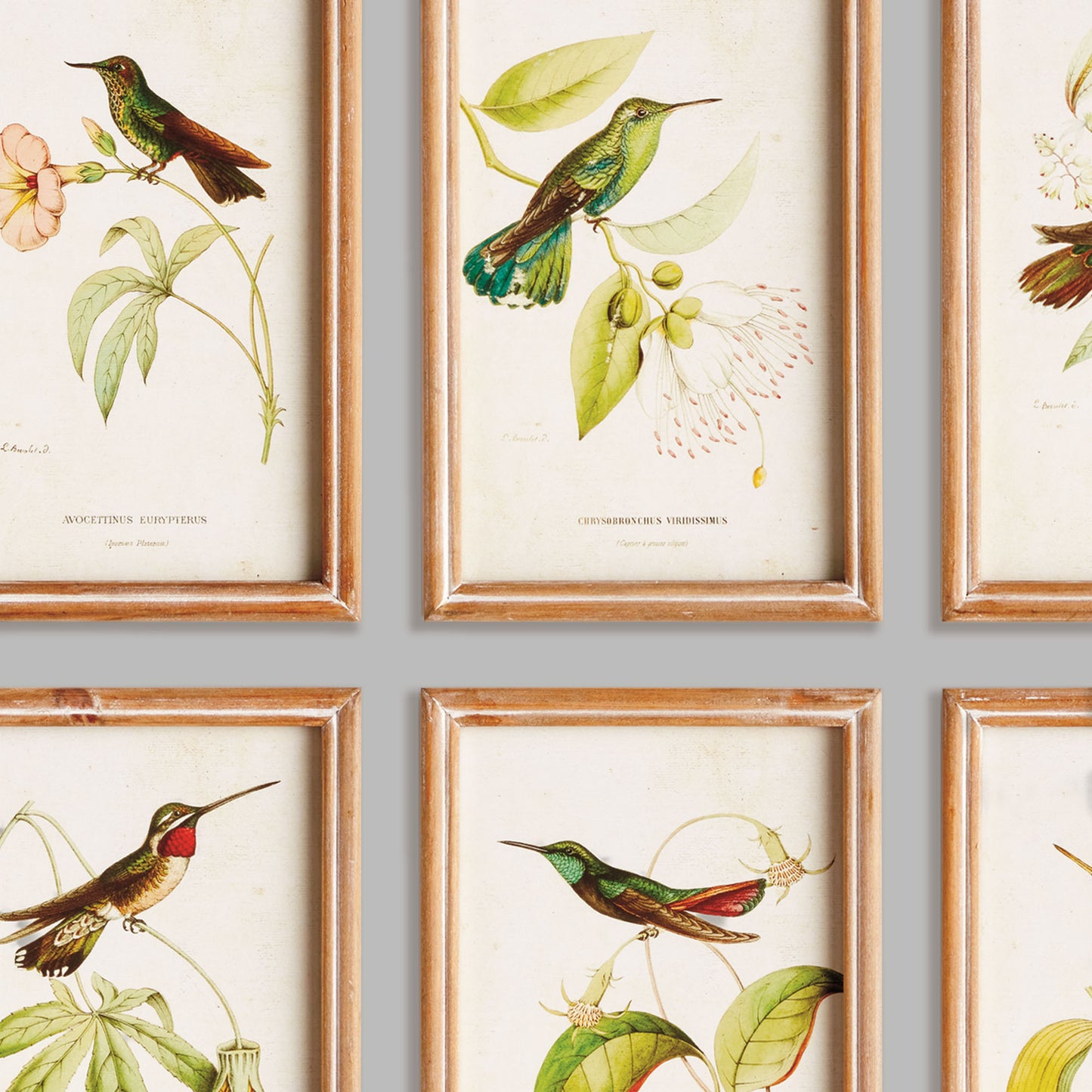 Hummingbird prints in wood frames (set of 8) - stylish home accent (Image2).