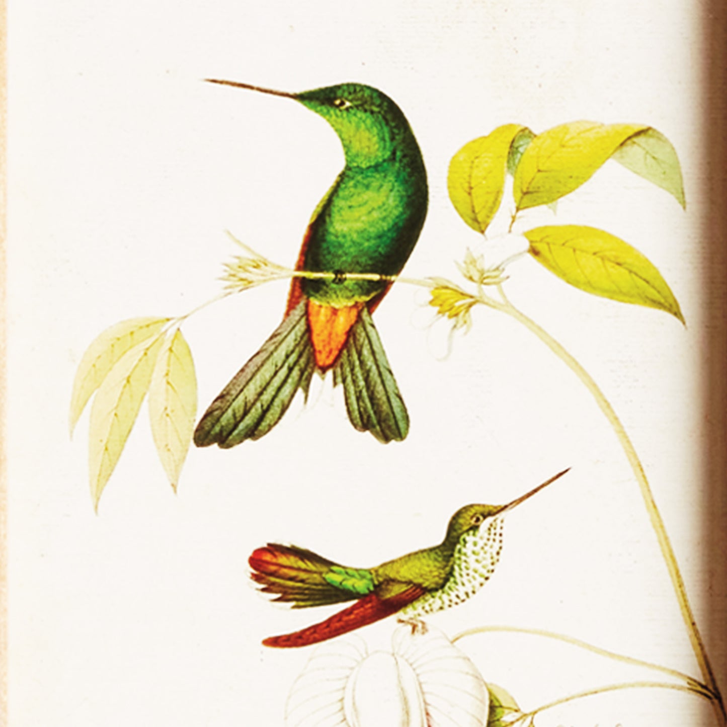 Hummingbird prints in wood frames (set of 8) - stylish home accent (Image3).