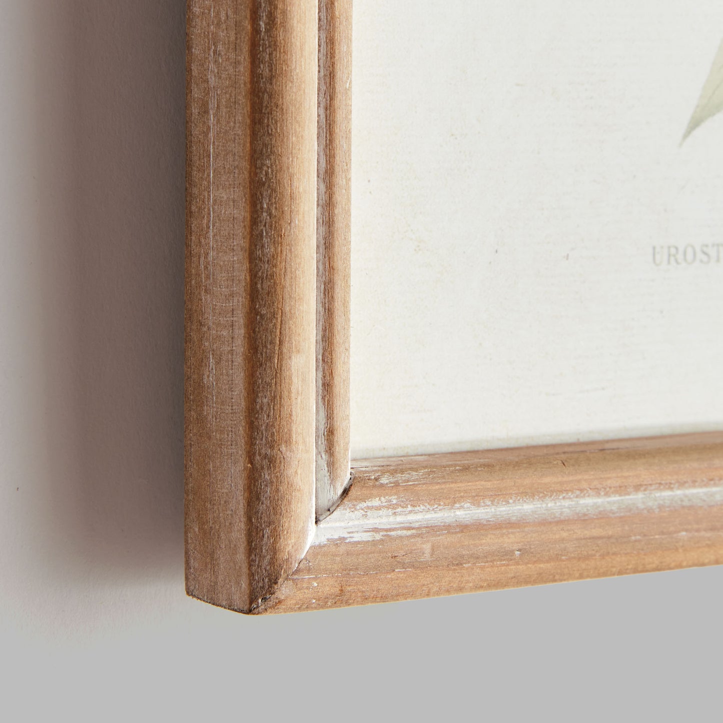 Hummingbird prints in wood frames (set of 8) - stylish home accent (Image4).