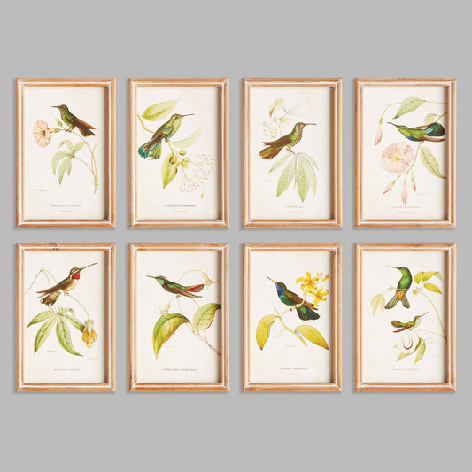 Hummingbird prints in wood frames (set of 8) - stylish home accent (Image5).