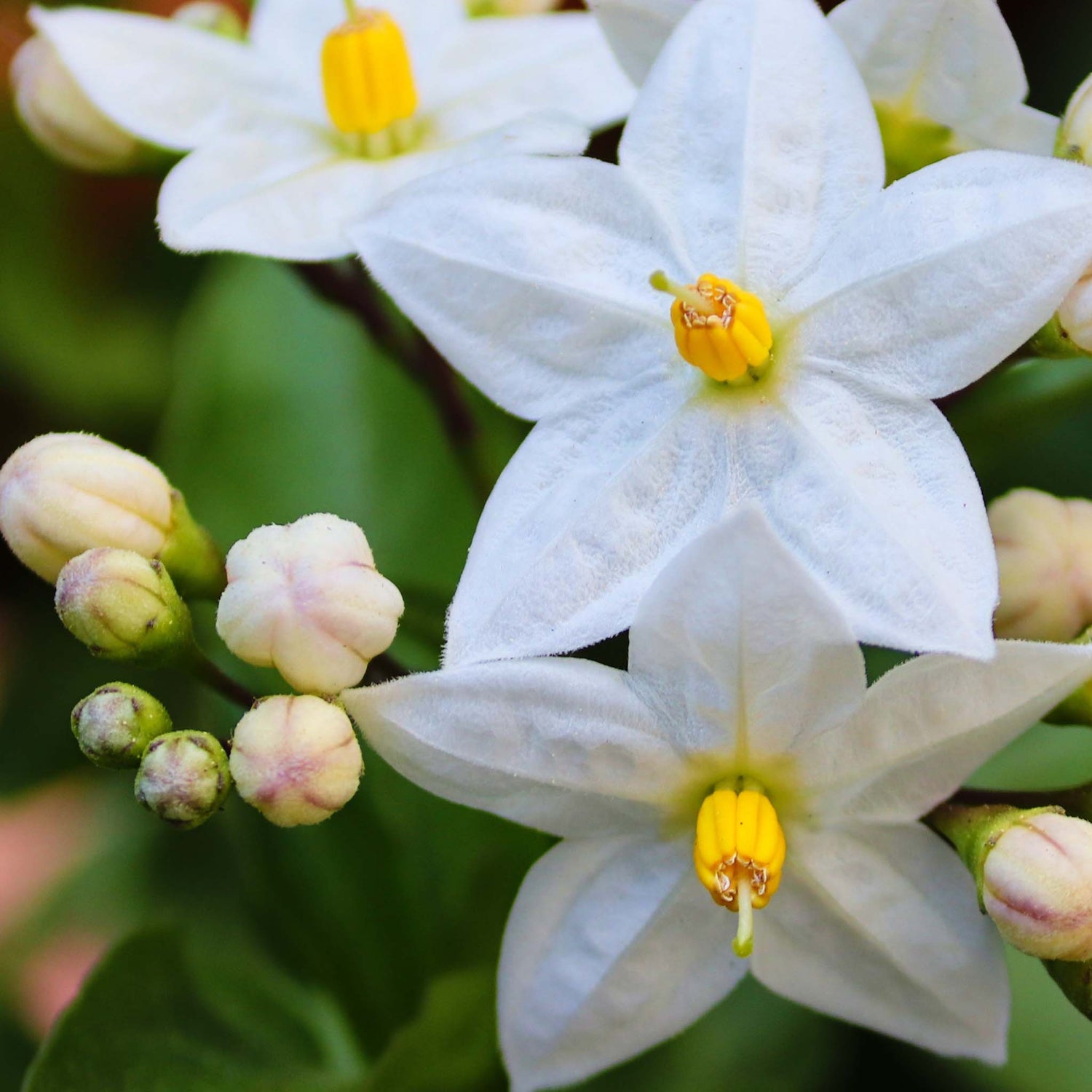 Jasmine with flowering buds.