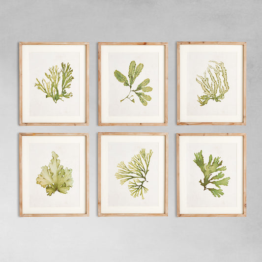 Kelp gallery wall art set on gray wall.