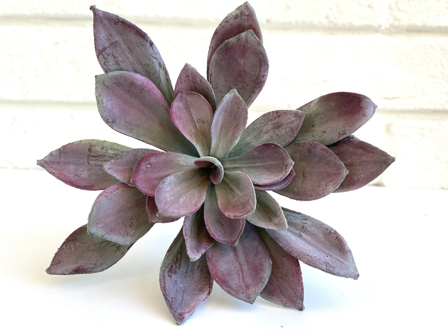 Large purple succulent on white table.