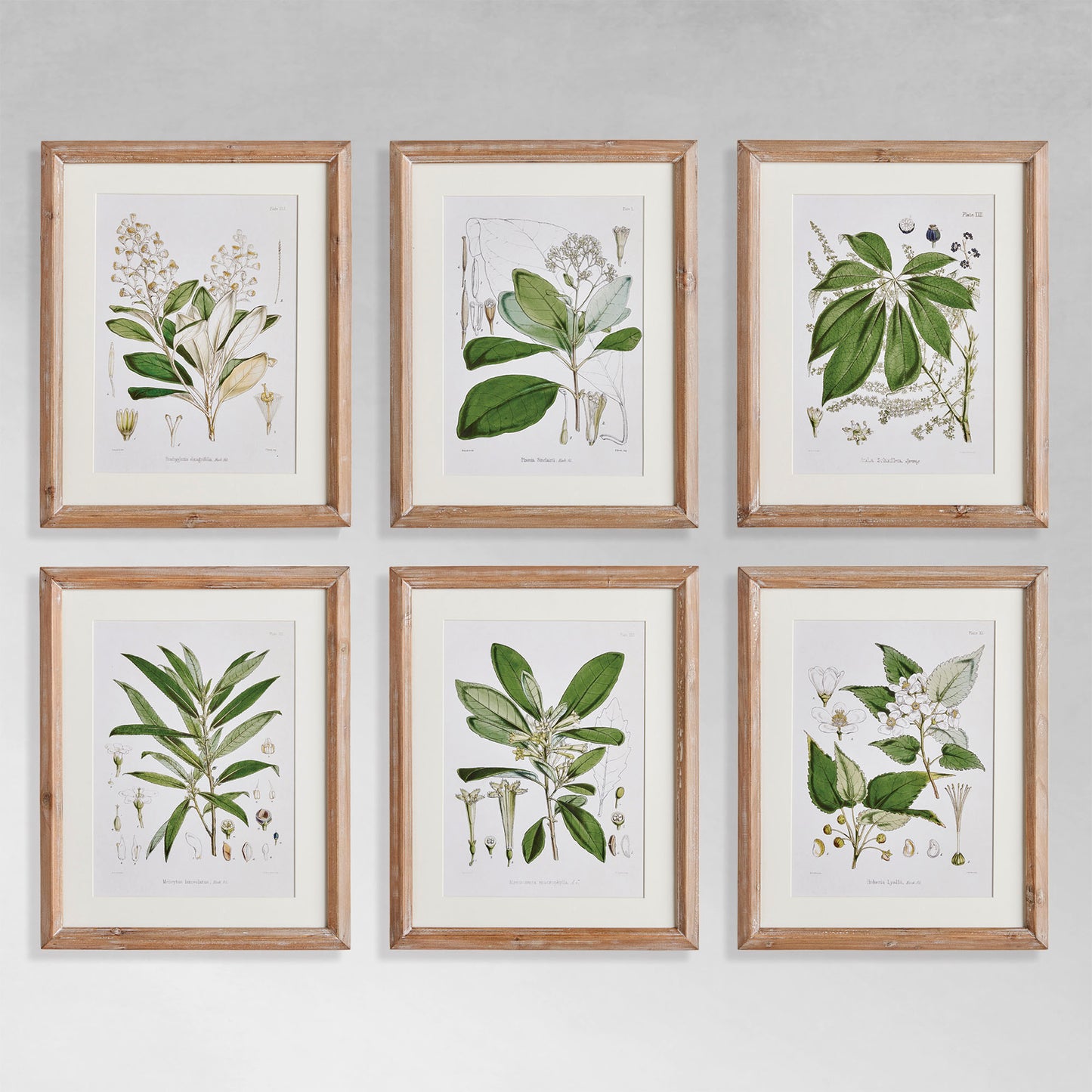 Leaf and flower gallery wall art set on gray wall.