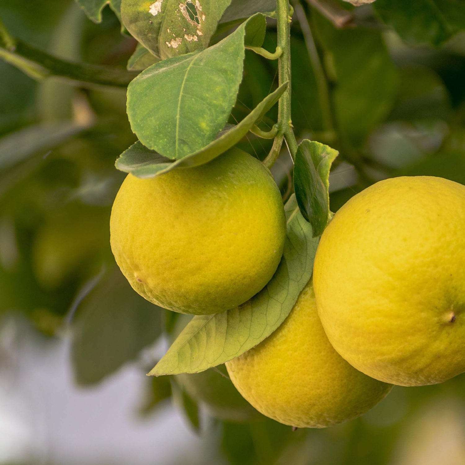 Lemons hanging on tree.