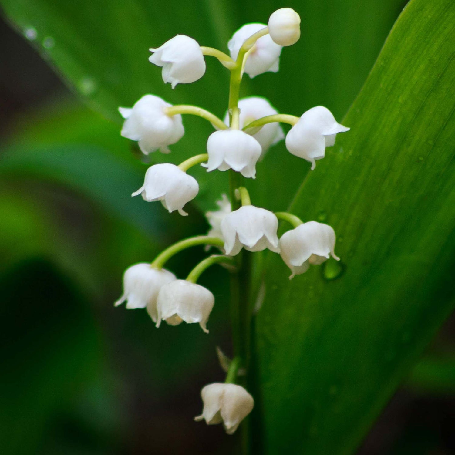 Lily of the Valley.