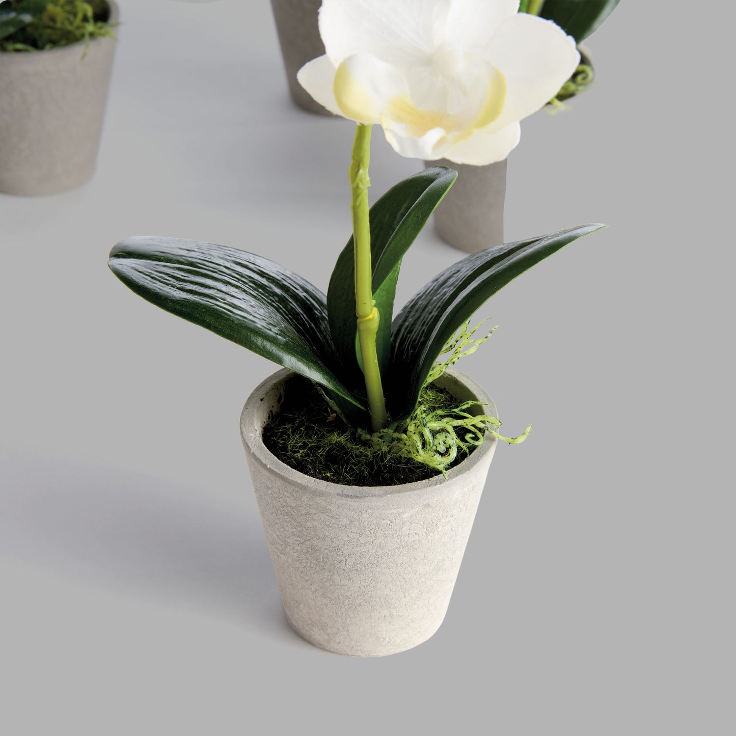 Mini white faux phalaenopsis orchids in concrete pots (set of 4) - stylish home accent (Image3).