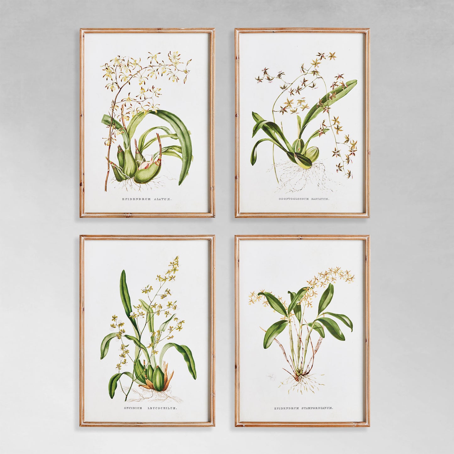 Orchids gallery wall art set on gray wall.