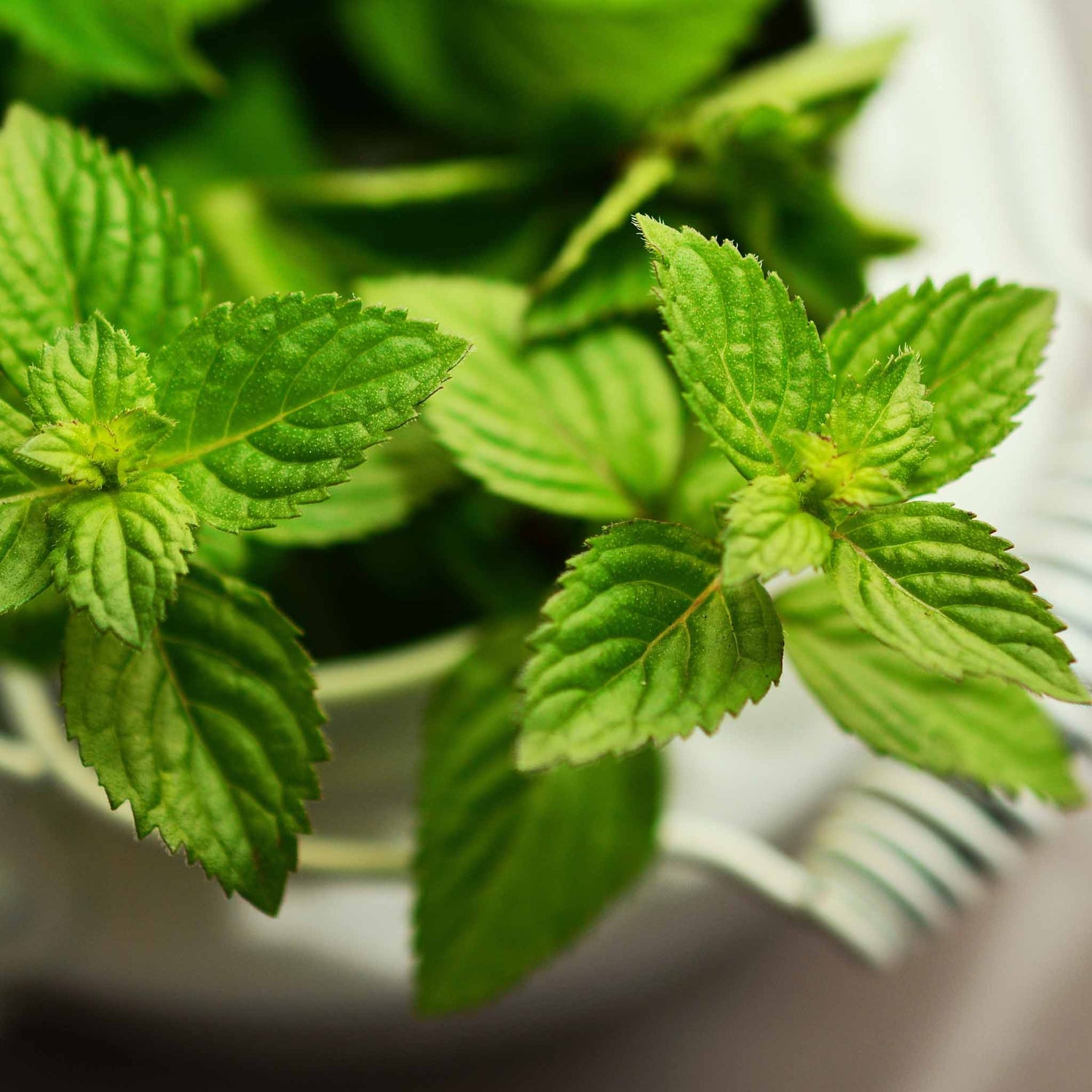 Peppermint in pot.