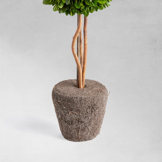 Preserved boxwood sphere topiary 16 inch - stylish home accent (Image2).