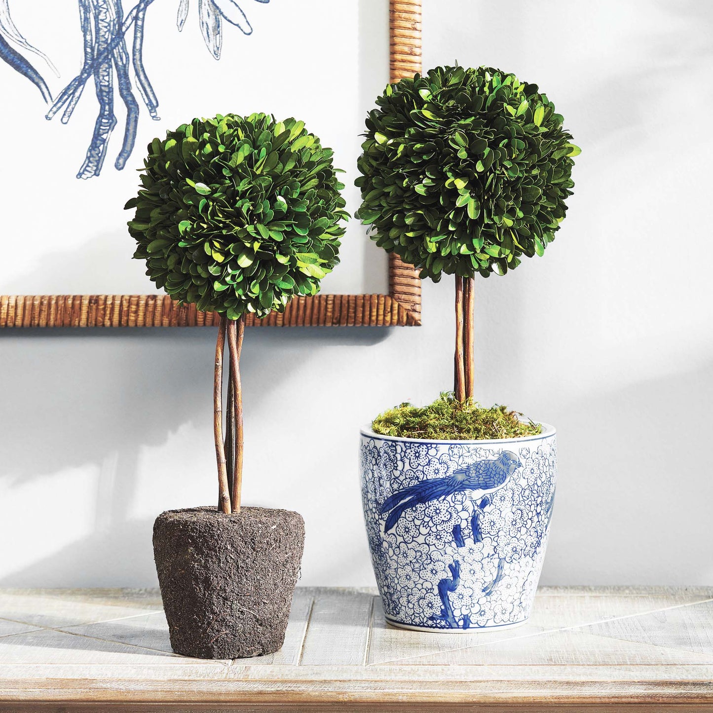 Preserved boxwood sphere topiary 16 inch - stylish home accent (Image4).