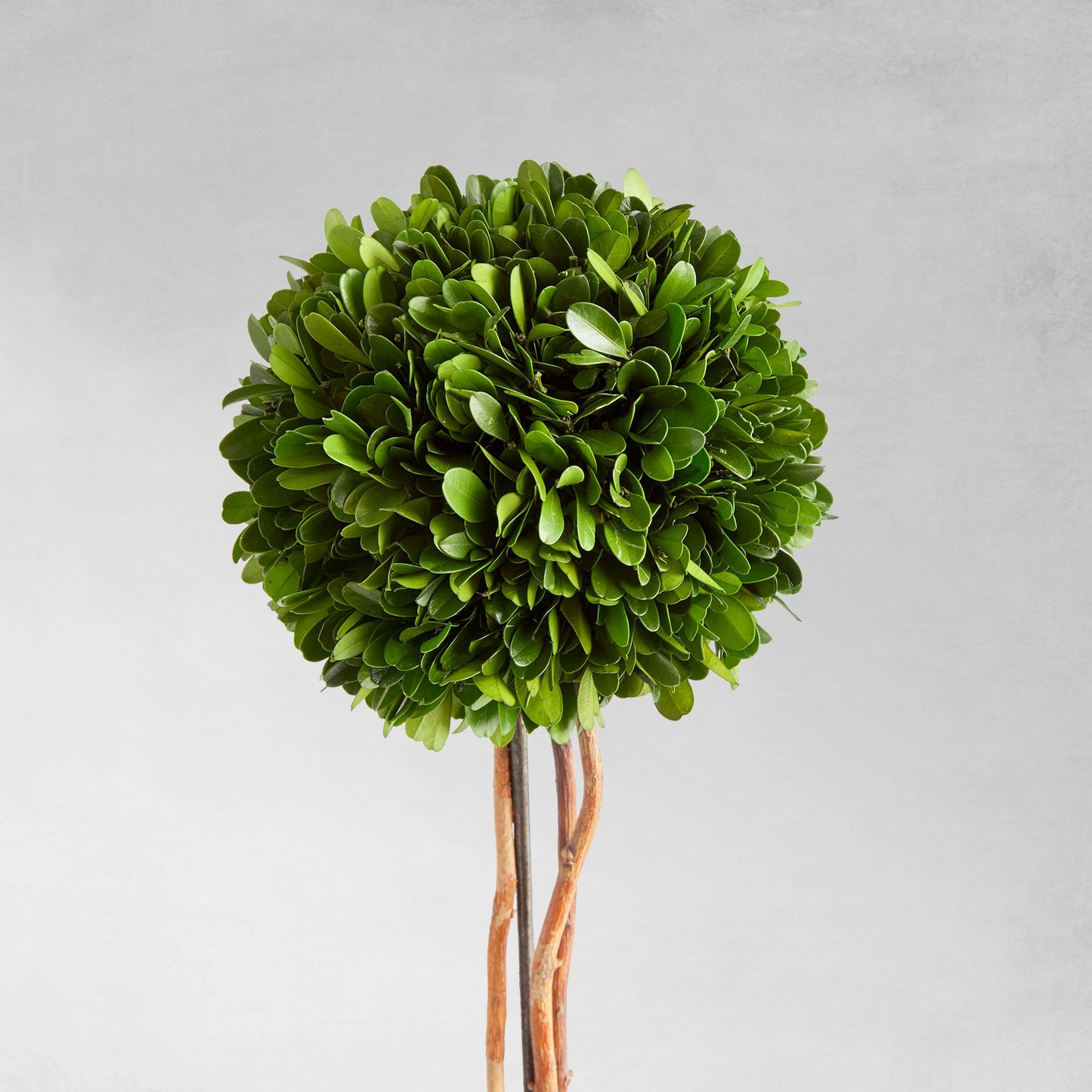Preserved boxwood sphere topiary 24 inch - stylish home accent (Image3).