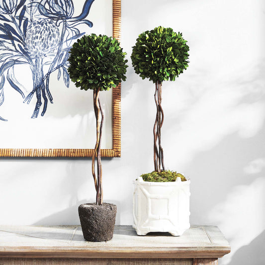 Preserved boxwood sphere topiary 24 inch - stylish home accent (Image4).