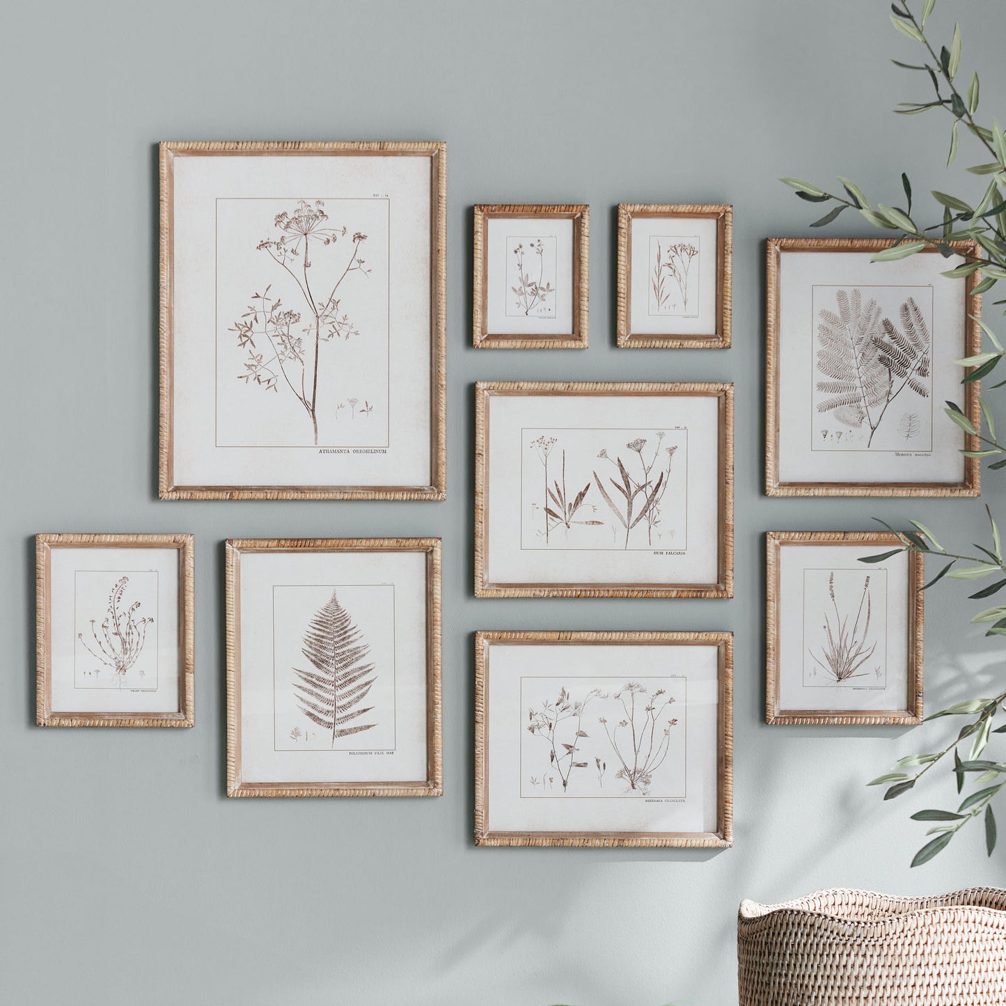 Sepia botanical gallery wall art set on gray wall, wicker basket, and plant.