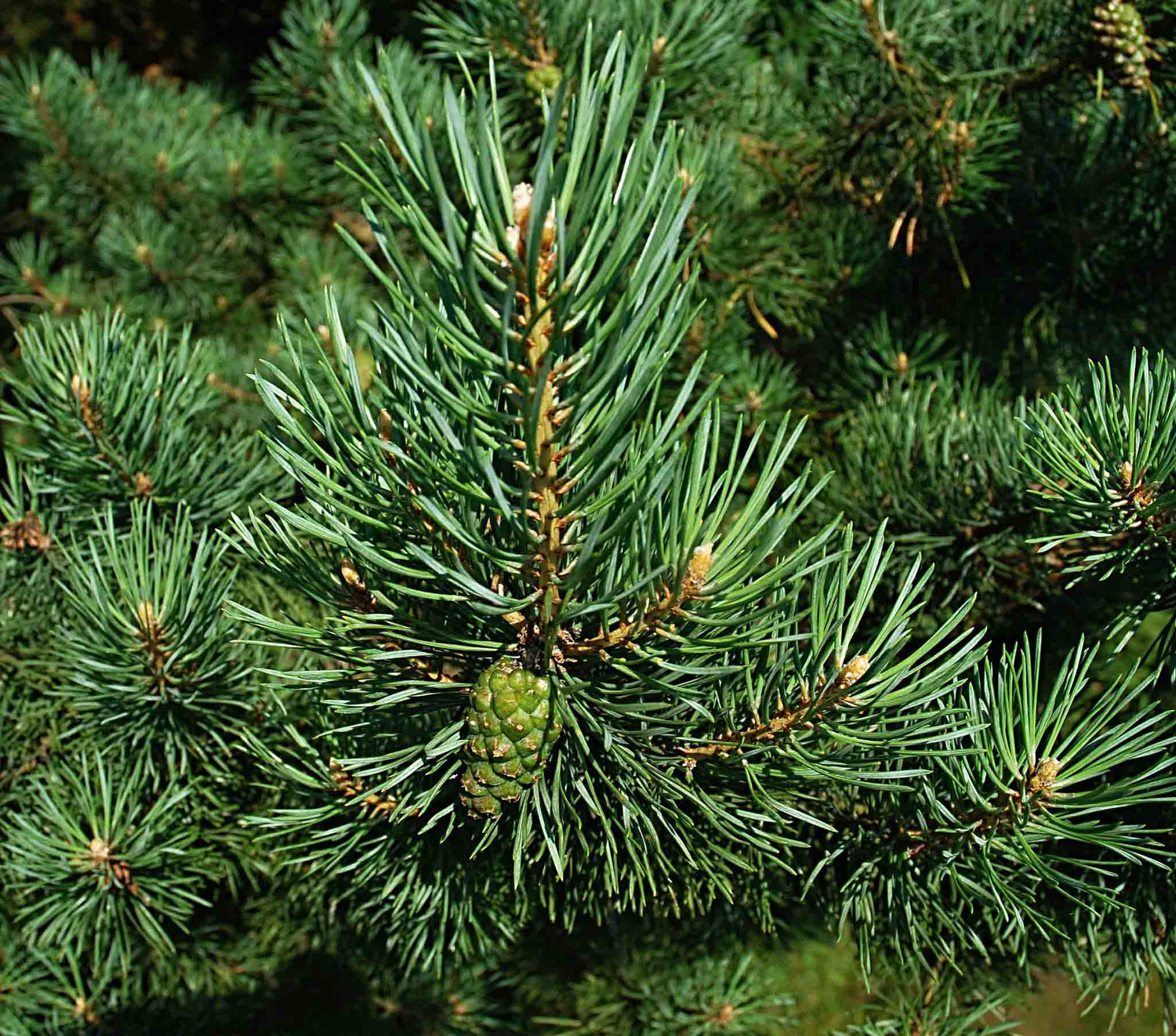 Spruce pine needles.