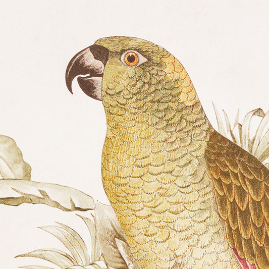 Tropical parrot framed prints (set of 2) - stylish home accent (Image2).