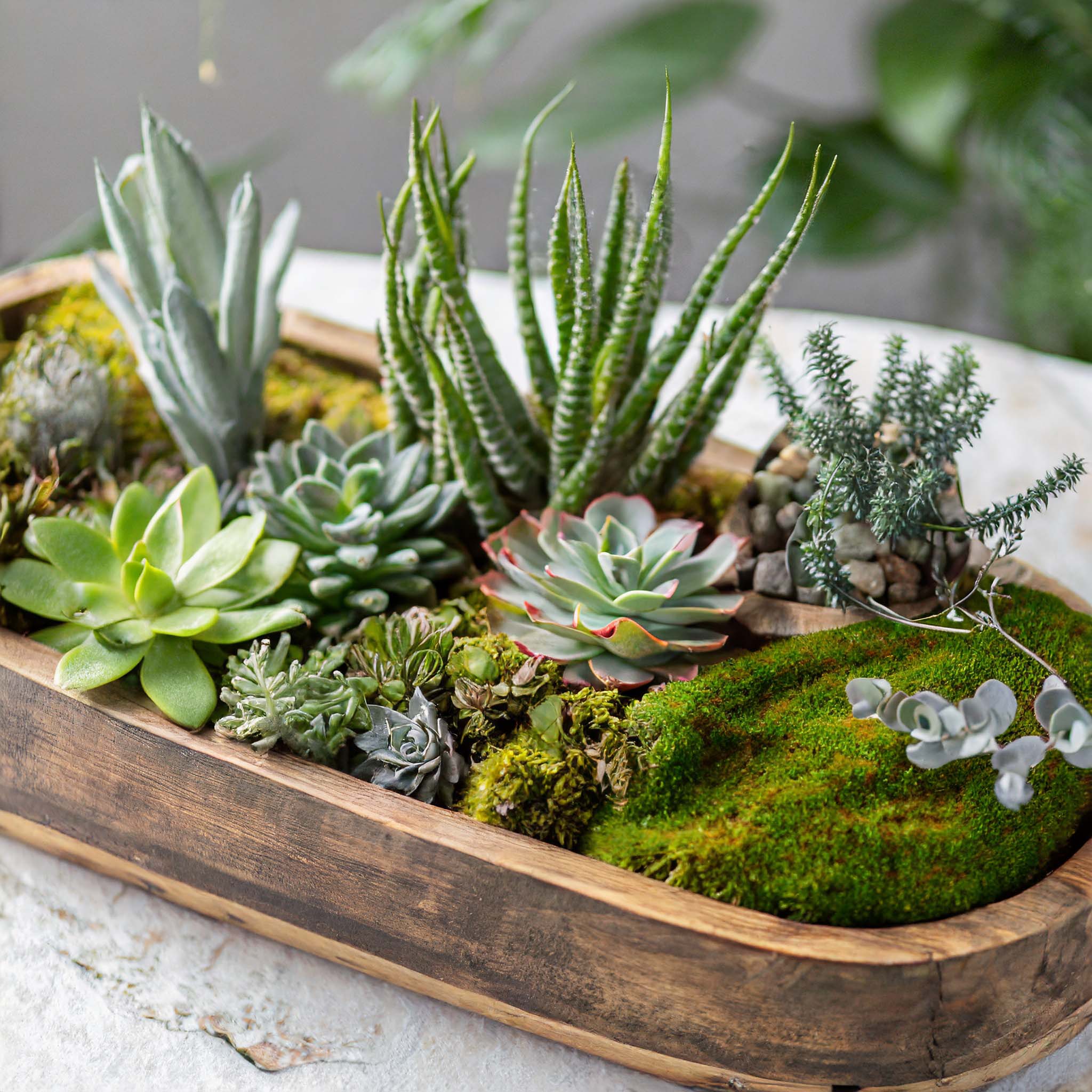 Wooden dough bowl filled with succulents and moss on concrete table.