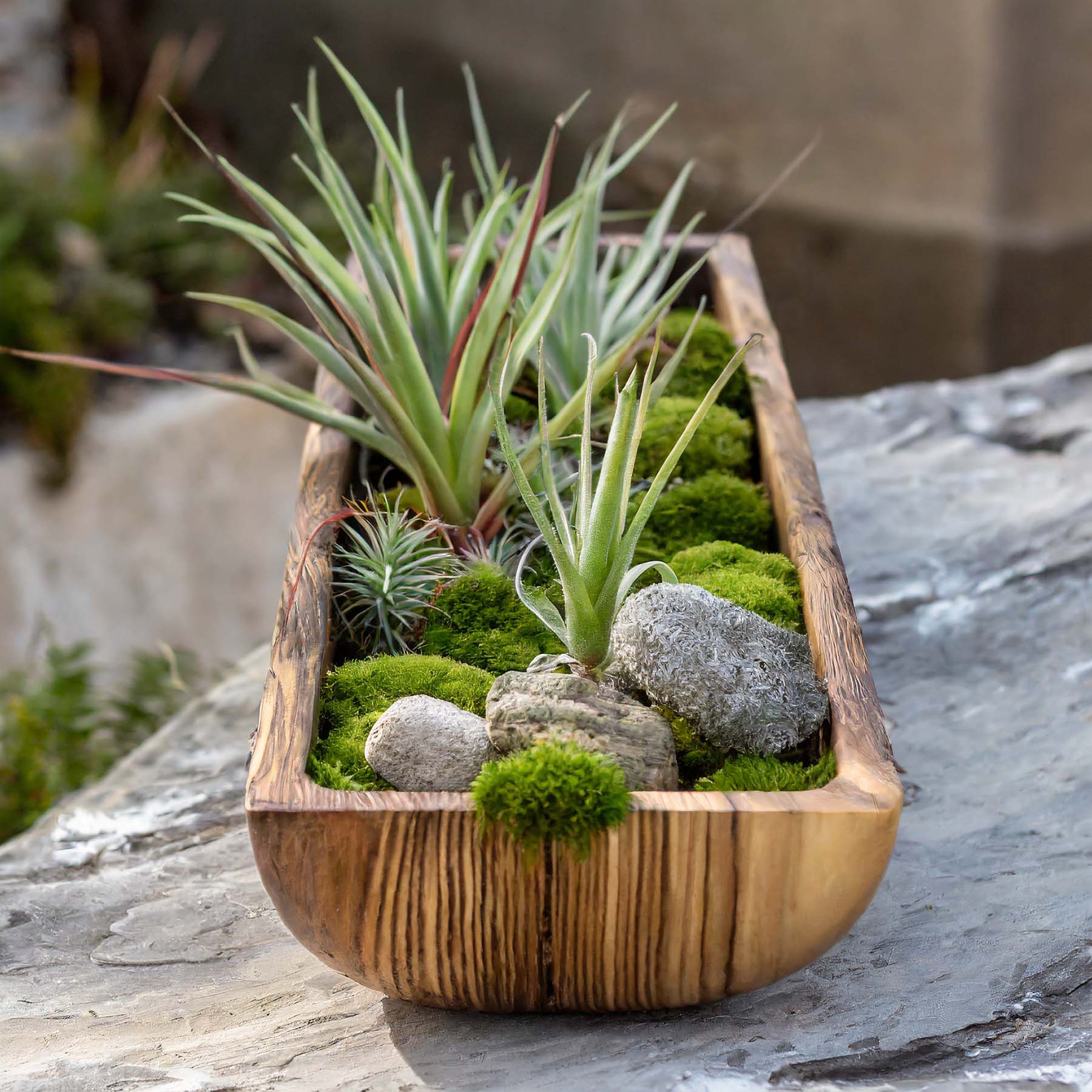 Wooden dough bowl trough filled with air plants, rocks, and moss.