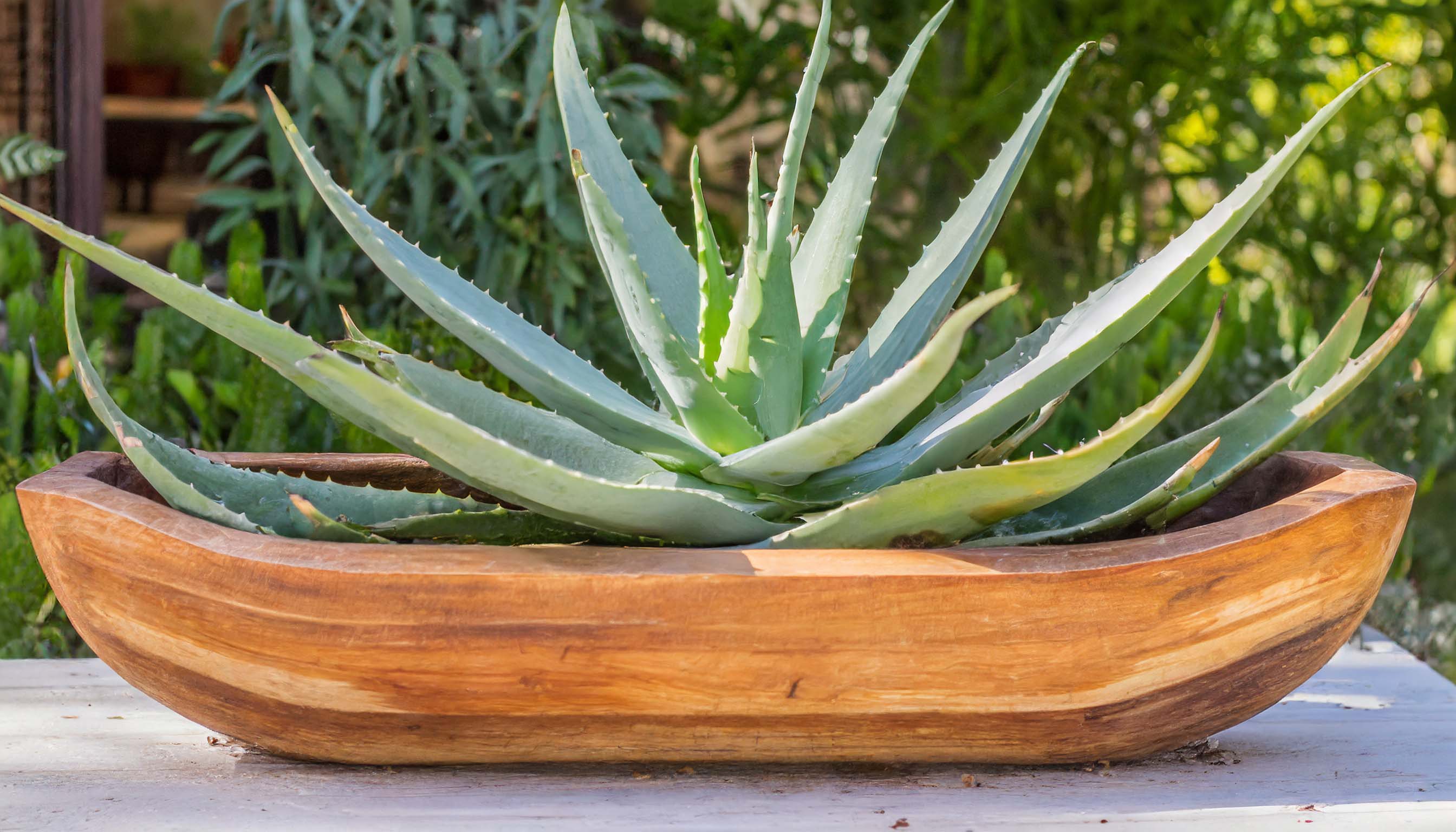 Wooden dough bowl trough filled with single aloe vera plant.