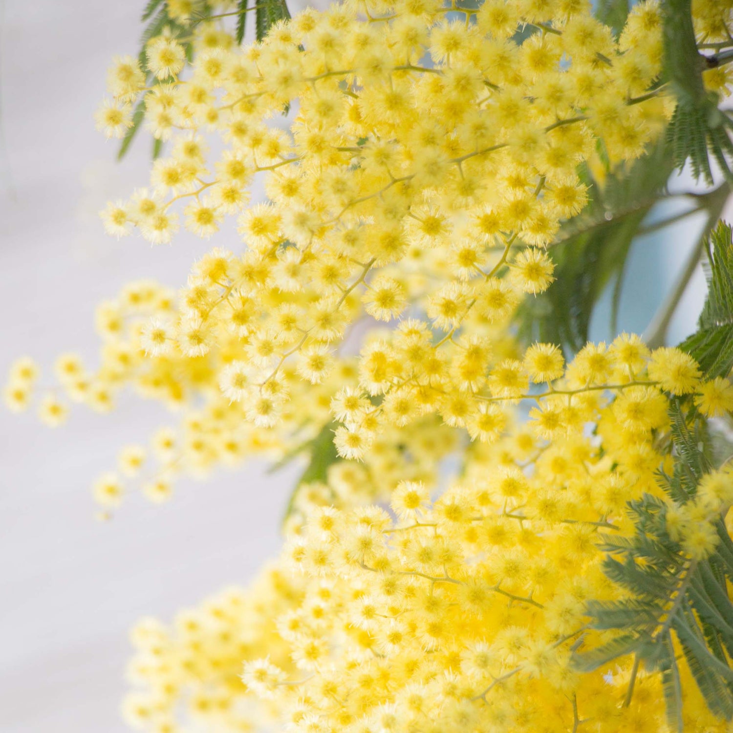 Yellow floral mimosa flower.