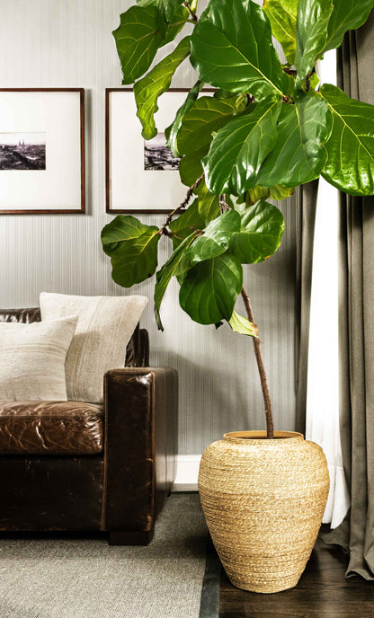 Handmade natural seagrass vessel with fiddle leaf fig, leather sofa, stylized in living room.