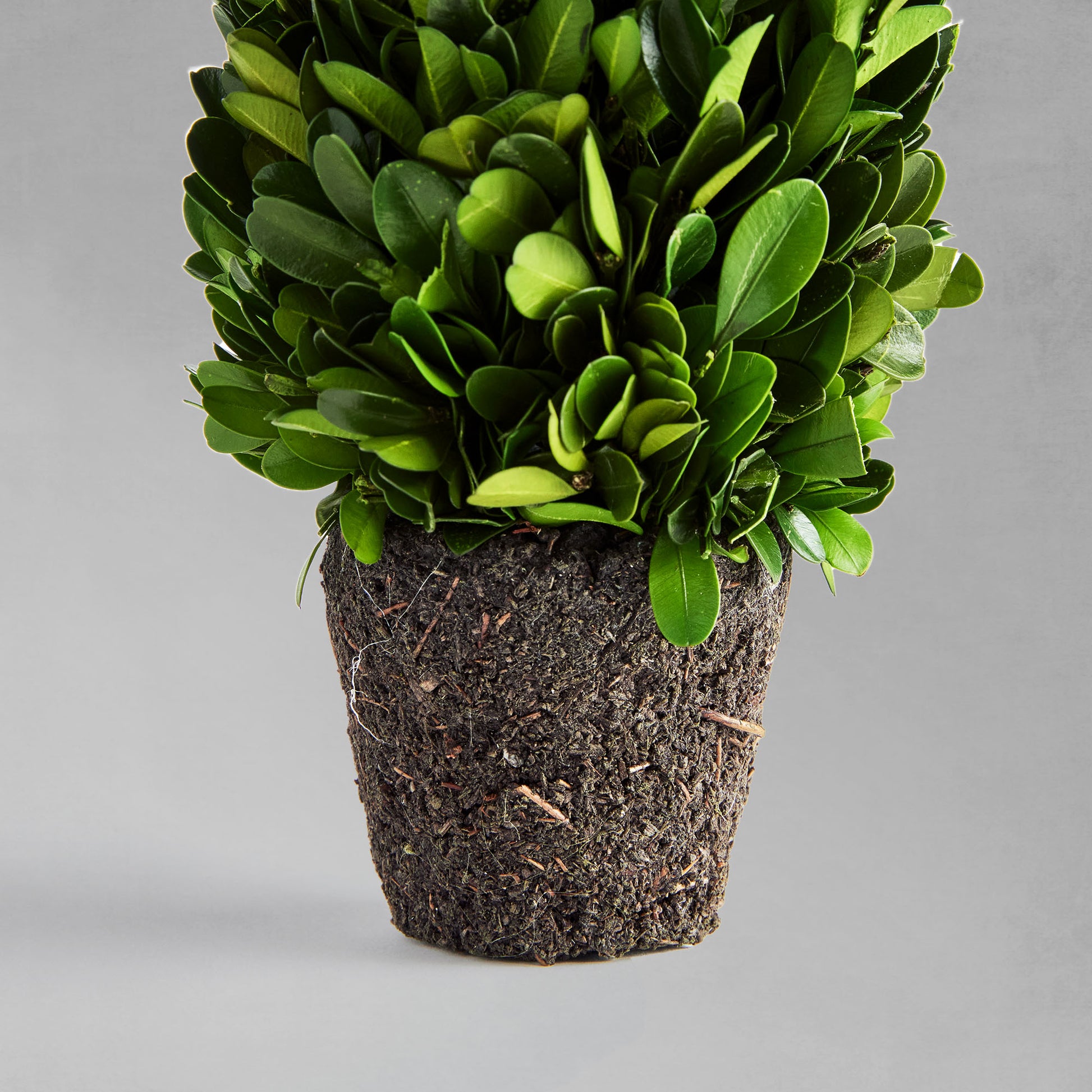 12" preserved boxwood drop-in, closeup of root ball, with gray background.