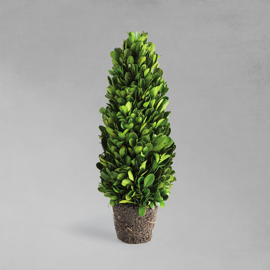 12" preserved boxwood drop-in with gray background.