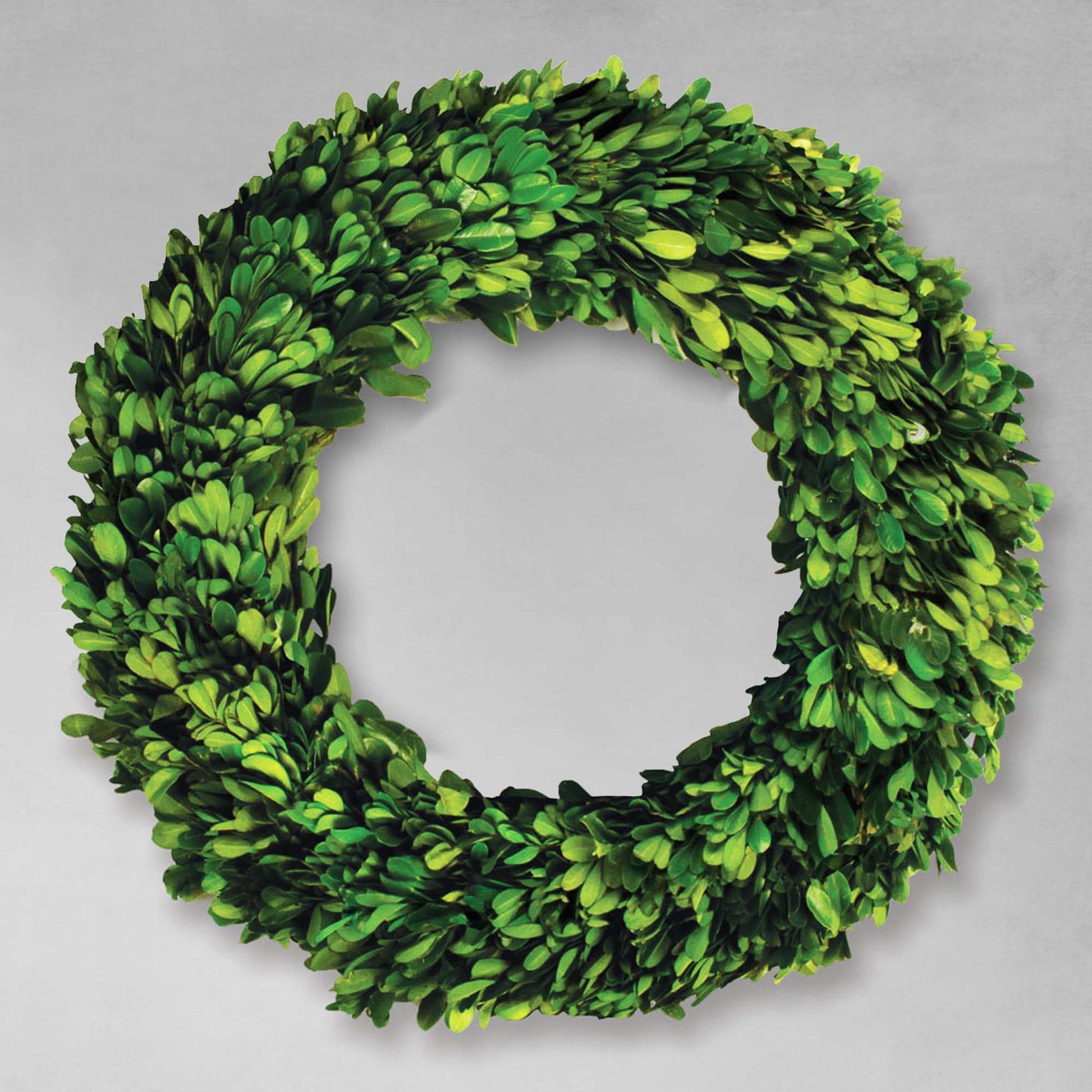 12" round preserved boxwood wreath with gray background.