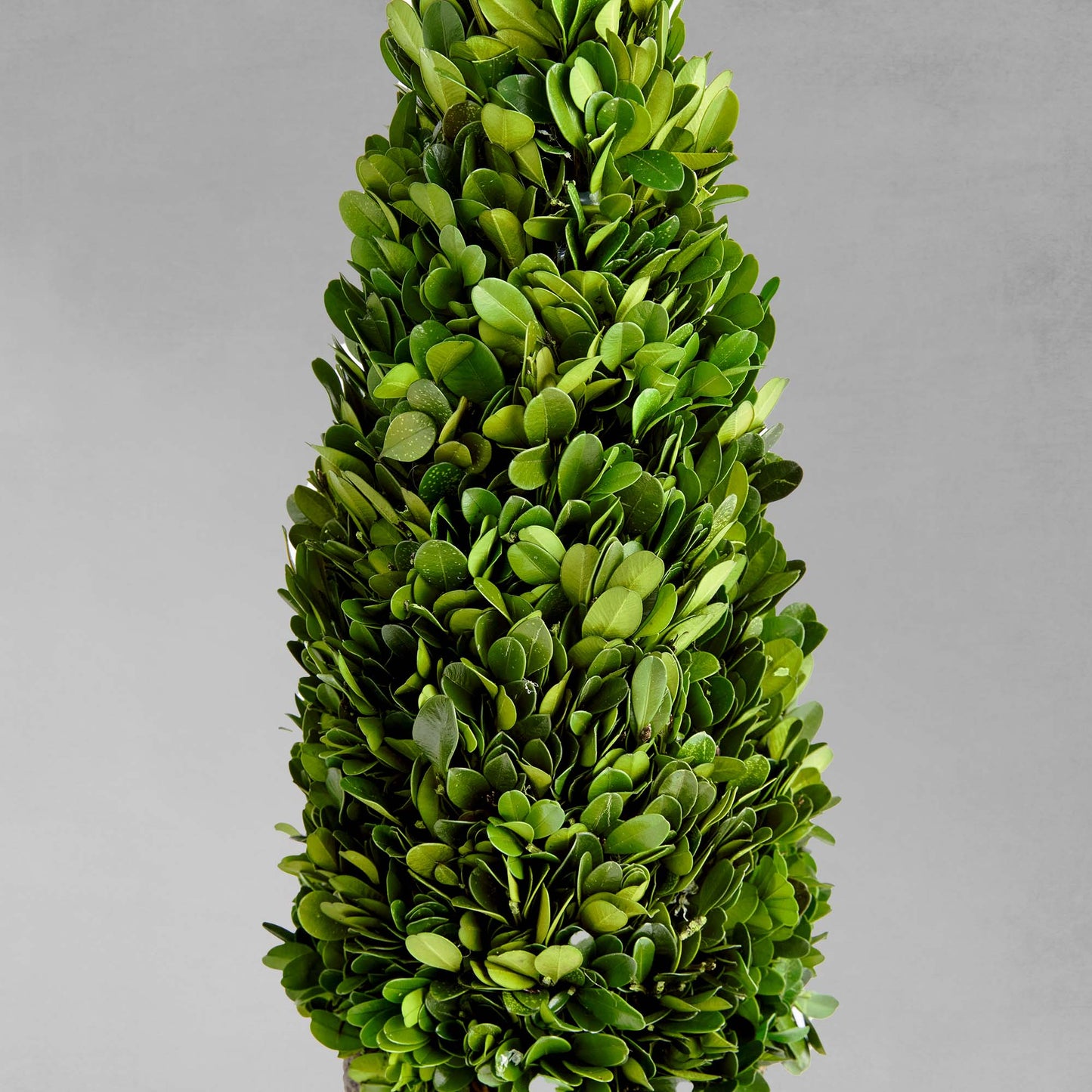 16" preserved boxwood topiary drop-in, closeup view of foliage with gray background.