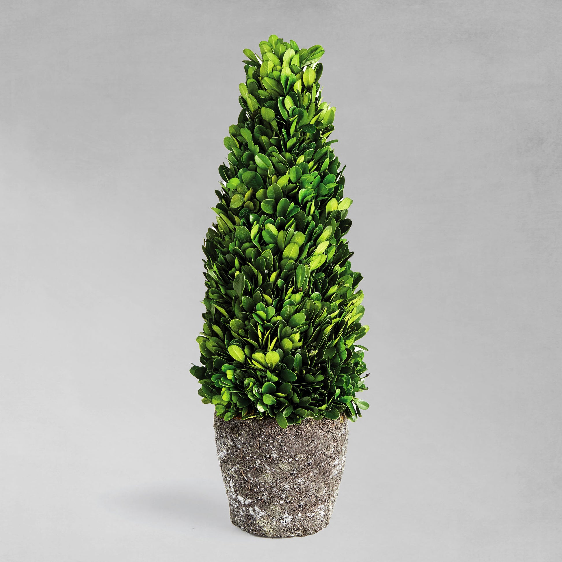 16" preserved boxwood topiary drop-in, with gray background.