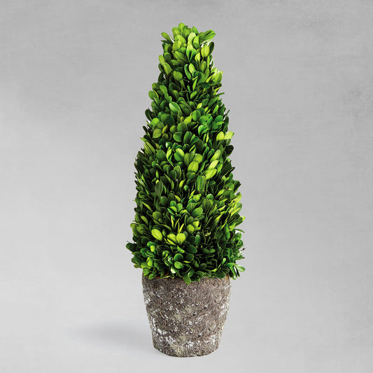 16" preserved boxwood topiary drop-in, with gray background.