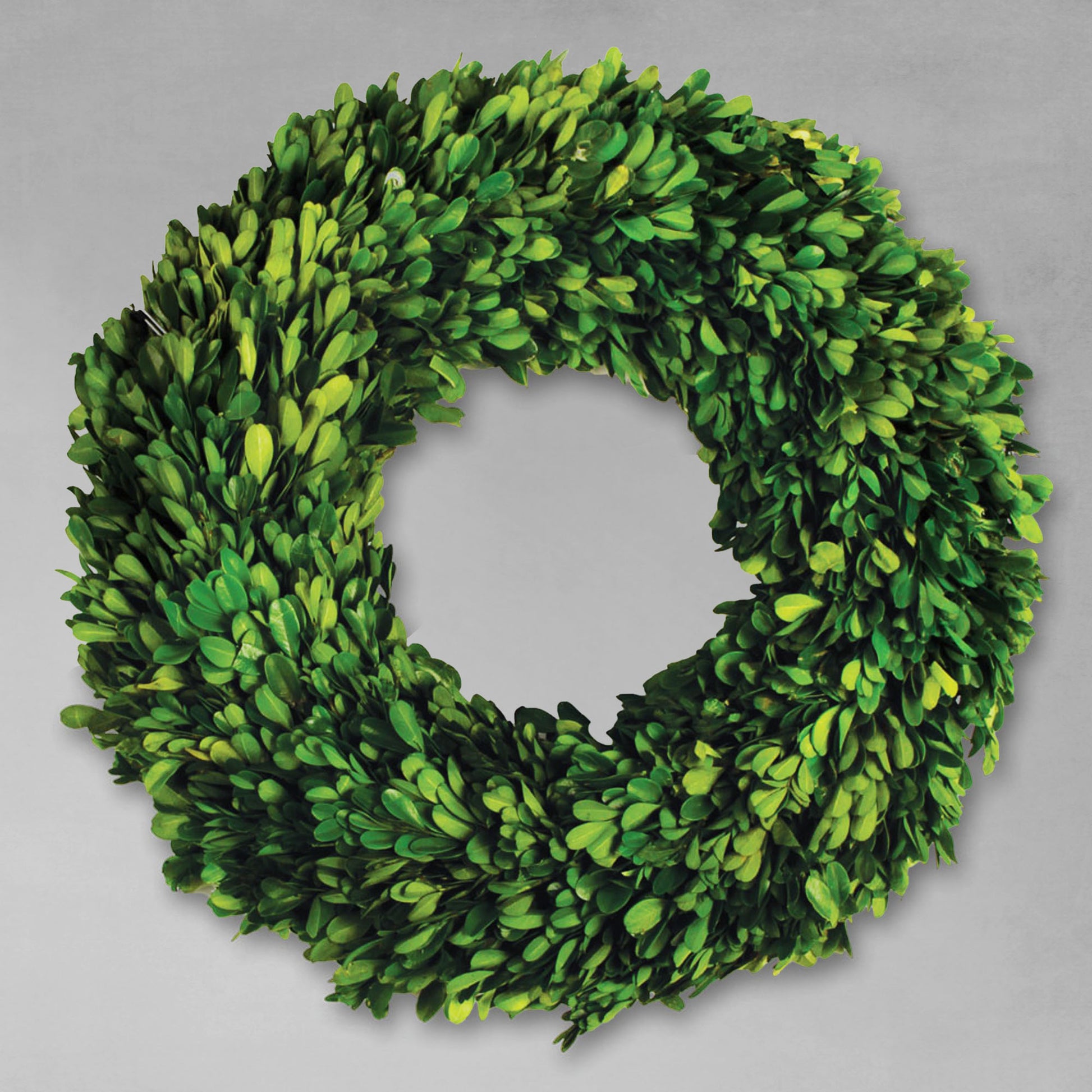 16" round preserved boxwood wreath with gray background.