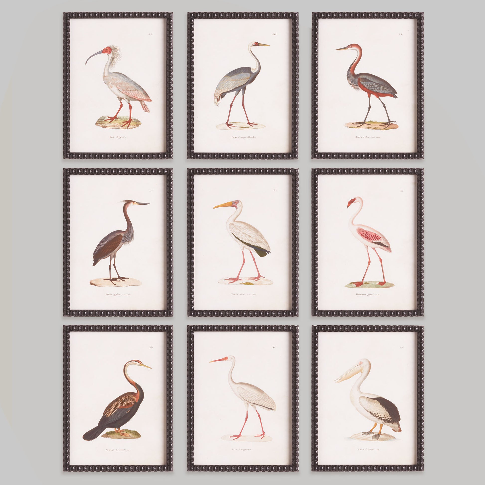 Aquatic birds framed wall art prints (set of 9) - stylish home accent (Image1).
