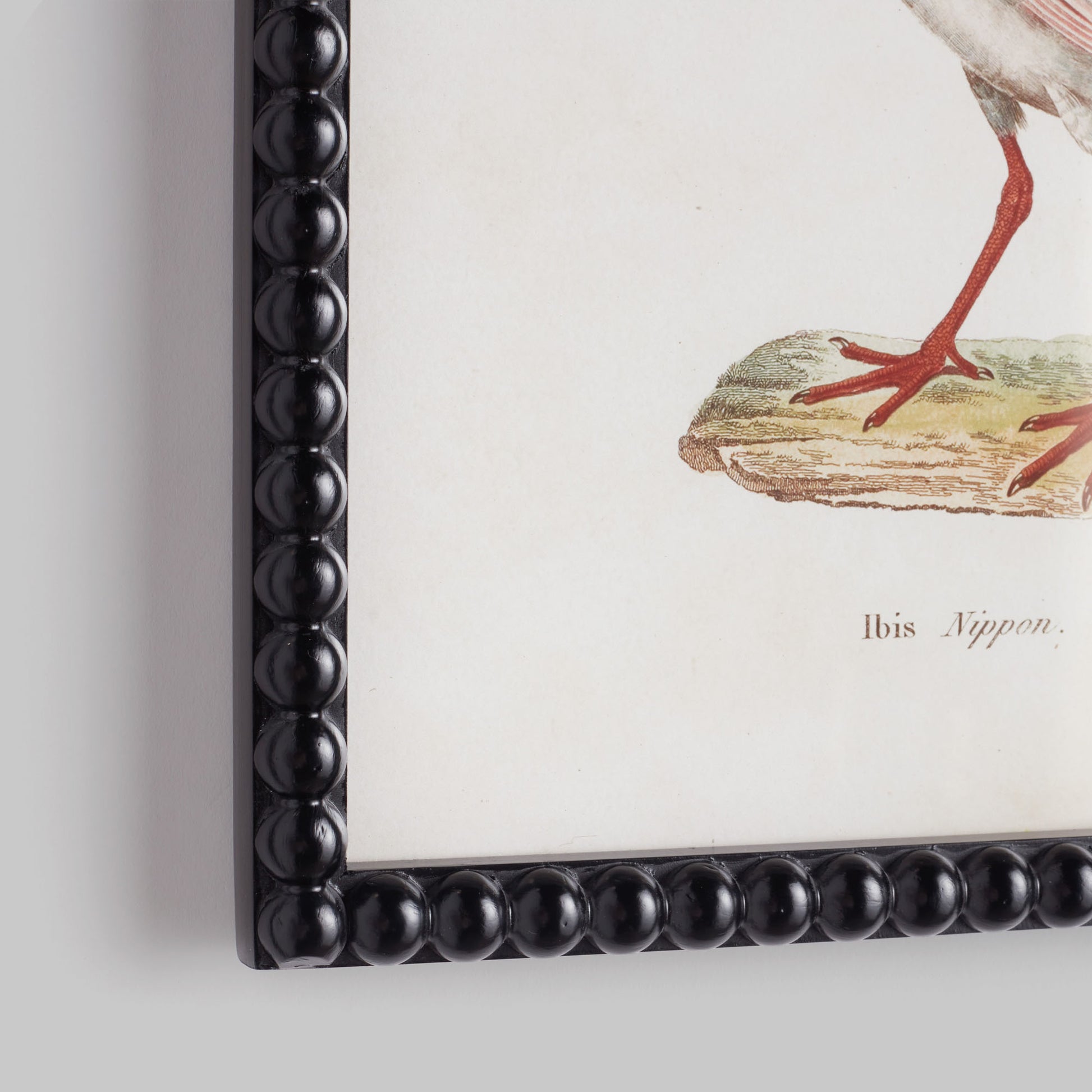 Aquatic birds framed wall art prints (set of 9) - stylish home accent (Image2).
