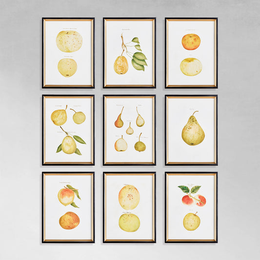 Assorted fruits gallery wall art set on gray wall.