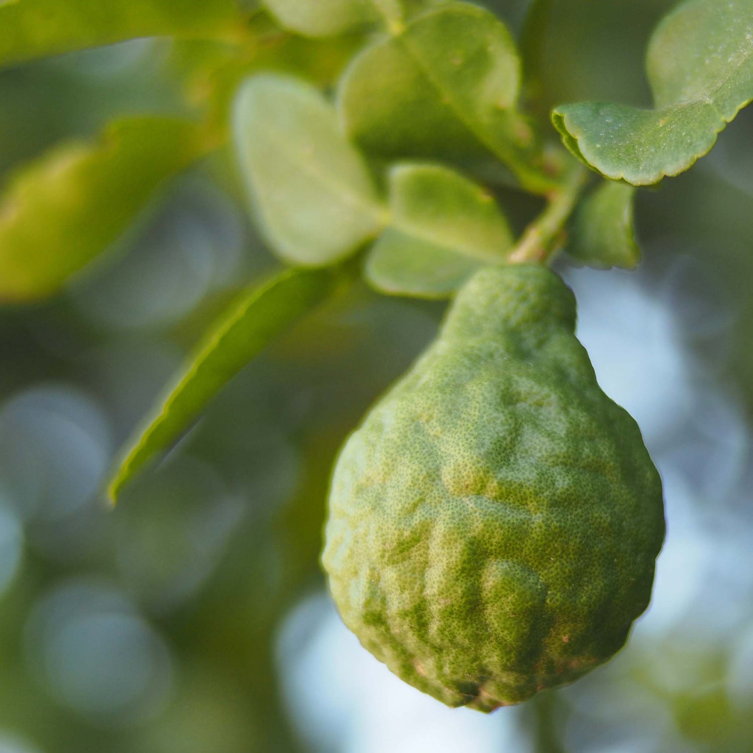 Bergamot pod hanging on tree.