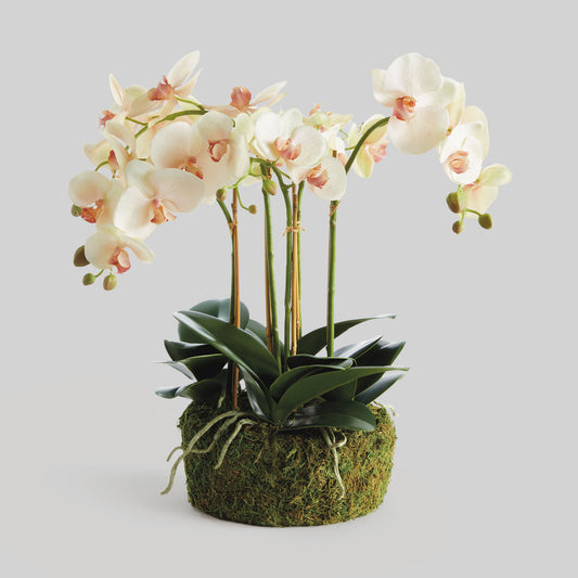Blush faux phalaenopsis orchid drop-in 18.5 inch - stylish home accent (Image1).