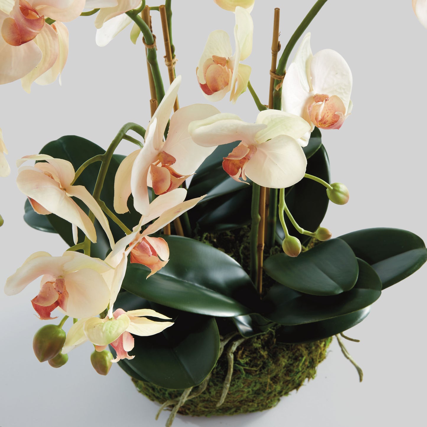 Blush faux phalaenopsis orchid drop-in 18.5 inch - stylish home accent (Image2).
