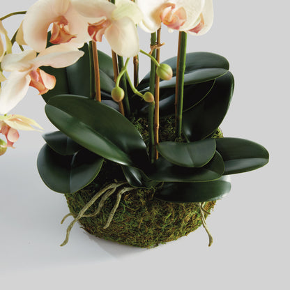 Blush faux phalaenopsis orchid drop-in 18.5 inch - stylish home accent (Image3).