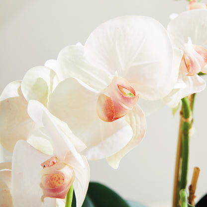 Blush faux phalaenopsis orchid drop-in 18.5 inch - stylish home accent (Image4).