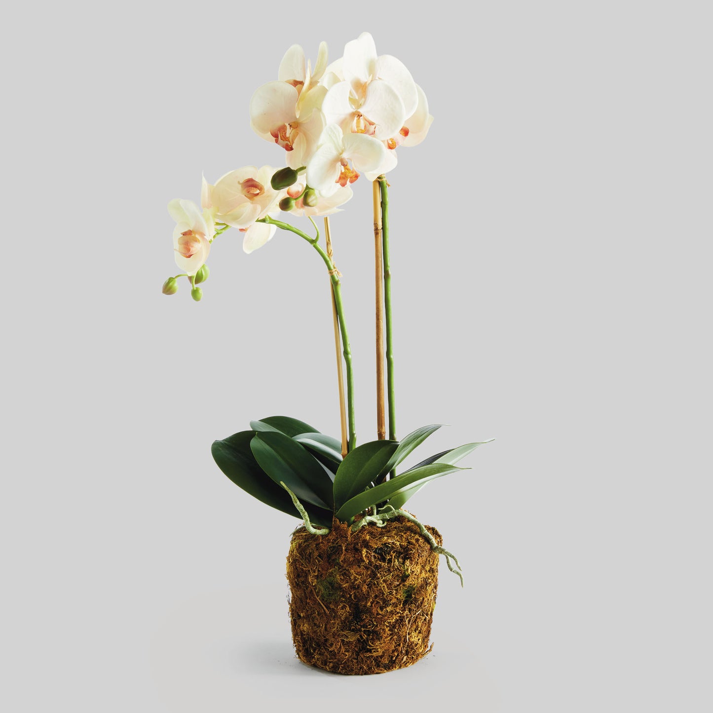 Blush faux phalaenopsis orchid drop-in 23 inch - stylish home accent (Image1).