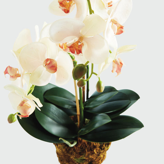 Blush faux phalaenopsis orchid drop-in 23 inch - stylish home accent (Image2).
